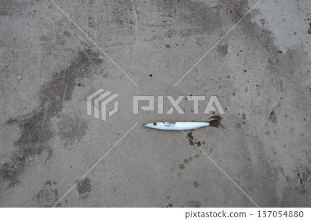 梭魚碼頭釣餌 137054880