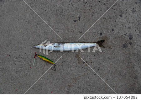 Barracuda Pier Fishing Lure Barracuda Pier Fishing Lure 137054882