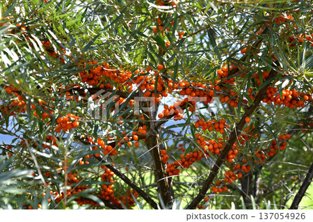 Orchard in Kiyosato, Hokkaido 137054926