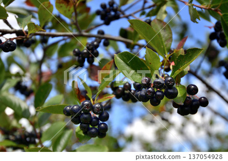 北海道清裡的果園 137054928