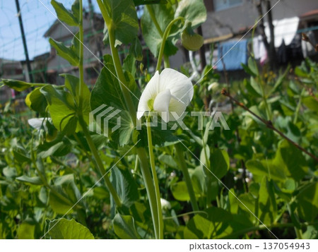 豌豆 豌豆 137054943