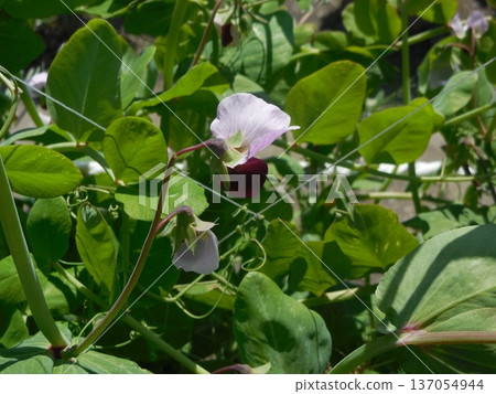 豌豆 豌豆 137054944