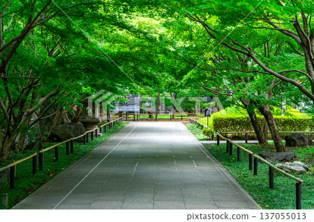 【東京】九本佛上真寺:美麗清爽的夏日綠意 【東京】九本佛上真寺:美麗清爽的夏日綠意 137055013