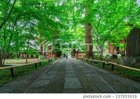 [Tokyo] Kuhonbutsu Joshinji Temple: Beautiful and refreshing summer greenery 137055019