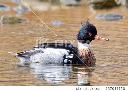 Male red-legged merganser in a river Male red-legged merganser in a river 137055150