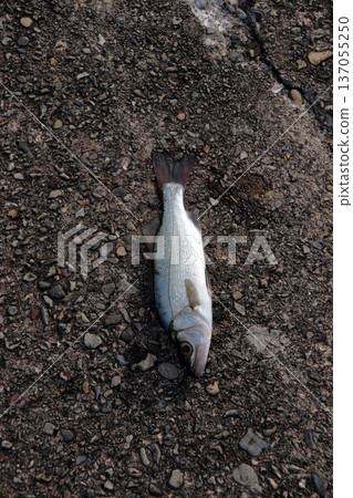 Sea bass embankment fishing with seigo lures Sea bass, a fish that grows up! Sea bass embankment fishing with seigo lures Sea bass, a fish that grows up! 137055250