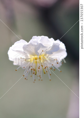 I spotted a cherry blossom floating in the sunlight filtering through the trees, shining divinely in the morning sun. I spotted a cherry blossom floating in the sunlight filtering through the trees, shining divinely in the morning sun. 137055307