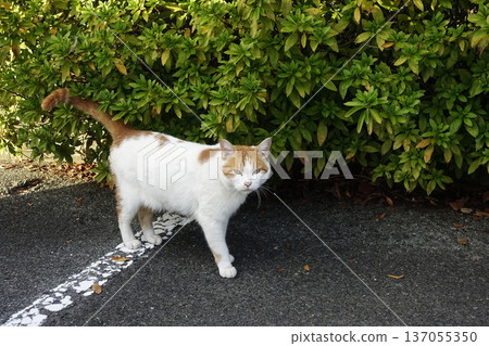 一隻白色身體、紅棕色頭部的流浪貓在停車場乞食。 137055350