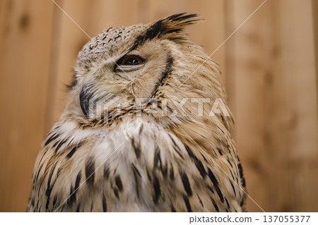 Owl Profile Owl Portrait Owl Profile Owl Portrait 137055377