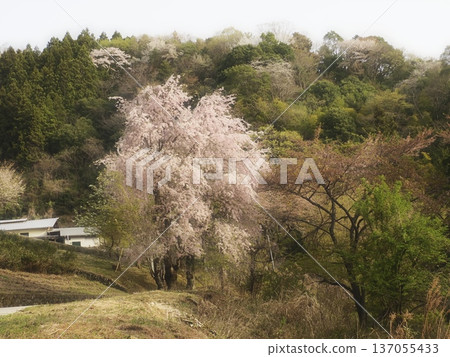 櫻花環繞的山村迎接春天 137055433
