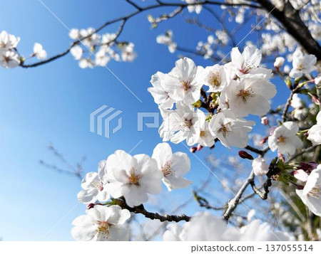陽光下盛開的白色櫻花特寫 137055514