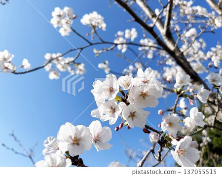 陽光下盛開的白色櫻花特寫 137055515