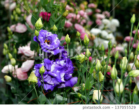 土耳其粉末 土耳其粉末 137055529