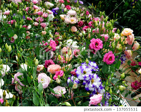 土耳其粉末 土耳其粉末 137055531