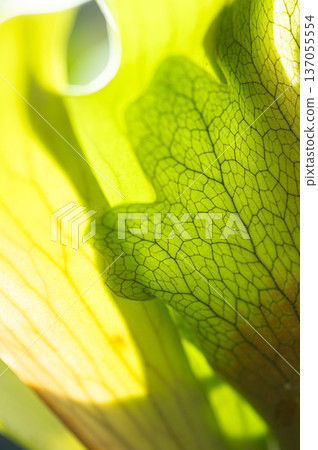 Staghorn fern leaves, houseplant Staghorn fern leaves, houseplant 137055554