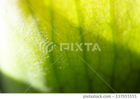 Staghorn fern leaves, houseplant Staghorn fern leaves, houseplant 137055555