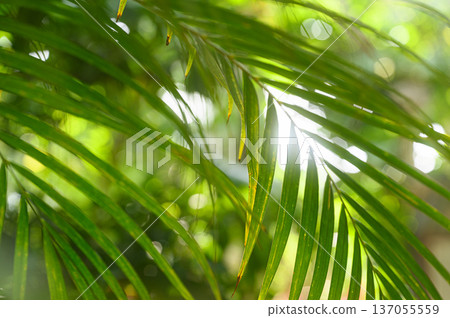 Light filtering through the gaps in the green leaves - tropical image 137055559