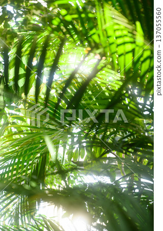 Light filtering through the gaps in the green leaves - tropical image Light filtering through the gaps in the green leaves - tropical image 137055560