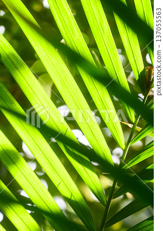 Light filtering through the gaps in the green leaves - tropical image Light filtering through the gaps in the green leaves - tropical image 137055563