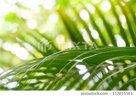 Light filtering through the gaps in the green leaves - tropical image 137055565