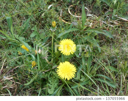 蒲公英 137055966