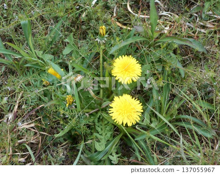  蒲公英 137055967