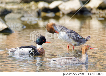 One male and two female sea mergansers 137056076