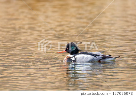 A male red-eared merganser swimming in the river 137056078