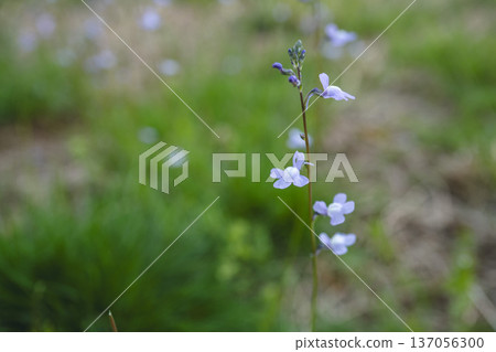 松葉雲蘭(松葉快蘭):淡紫色花朵特寫 / 埼玉縣,四月 松葉雲蘭(松葉快蘭):淡紫色花朵特寫 / 埼玉縣,四月 137056300