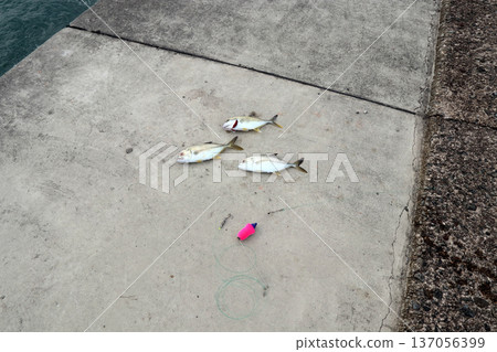 Silver Horse Mackerel Breakwater Fishing Lure Giant Horse Mackerel Silver Horse Mackerel Flathead Horse Mackerel Silver Horse Mackerel Breakwater Fishing Lure Giant Horse Mackerel Silver Horse Mackerel Flathead Horse Mackerel 137056399