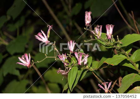 硨磲花 137056452
