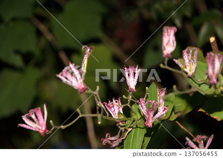 硨磲花 137056455