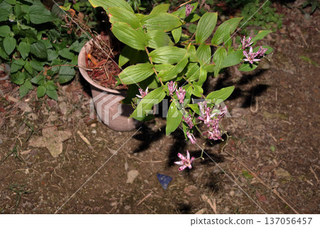 硨磲花 硨磲花 137056457