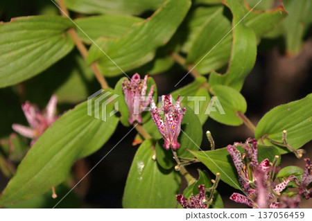 硨磲花 137056459