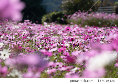 Cosmos field in full bloom, vertical photo, backlit Cosmos field in full bloom, vertical photo, backlit 137056480