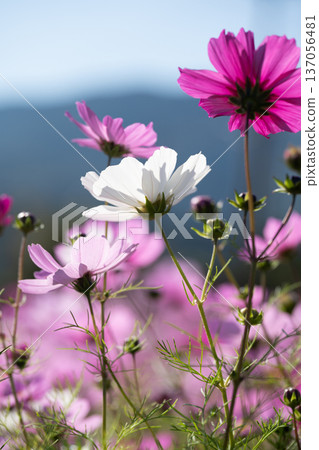 Cosmos field in full bloom, vertical photo, backlit Cosmos field in full bloom, vertical photo, backlit 137056481
