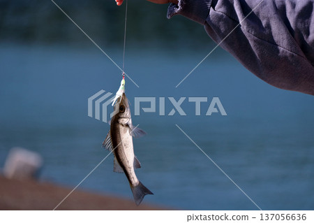 用西戈路亞在堤岸釣鱸魚 鱸魚，一種會長大的魚！ 137056636