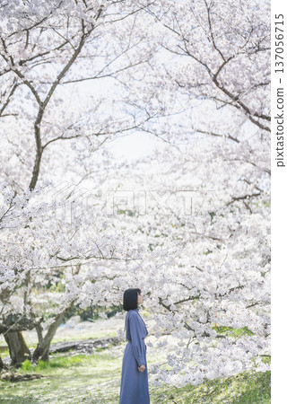 Young woman looking at cherry blossoms 137056715