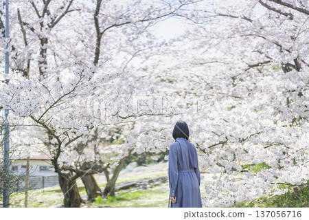 Young woman looking at cherry blossoms Young woman looking at cherry blossoms 137056716