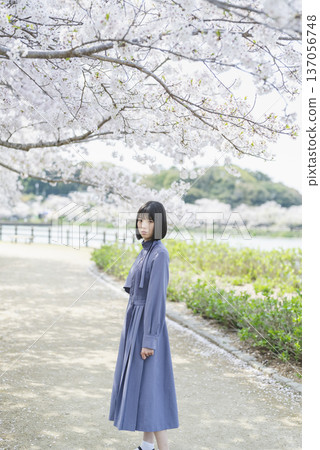 Young woman looking at cherry blossoms Young woman looking at cherry blossoms 137056748