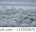 天鵝聚集在冰封的湖面上 137056870