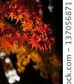 沐浴在光芒中的楓樹 137056871