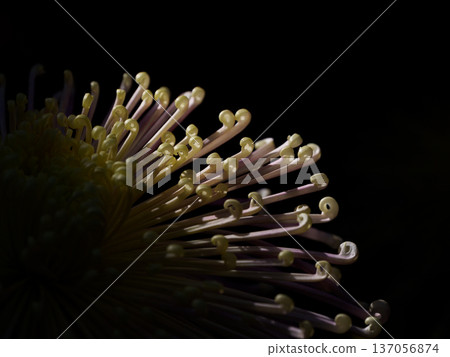 菊花在陽光下閃閃發光 137056874