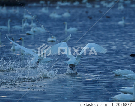 A flying swan A flying swan 137056877