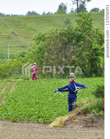 稻草人 137056951