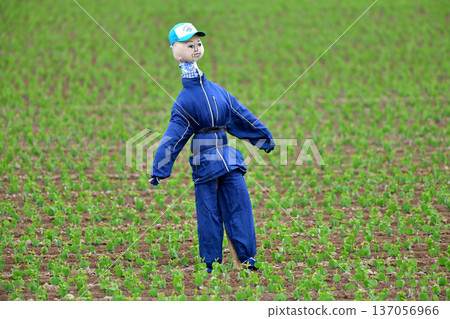scarecrow scarecrow 137056966