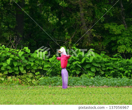 scarecrow 137056967