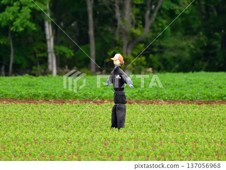稻草人 137056968