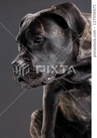 Closeup side portrait of a brindle Cane Corso looking downward in a dark studio background. Powerful purebred guard dog with calm, serious expression and copy space. Closeup side portrait of a brindle Cane Corso looking downward in a dark studio background. Powerful purebred guard dog with calm, serious expression and copy space. 137056975