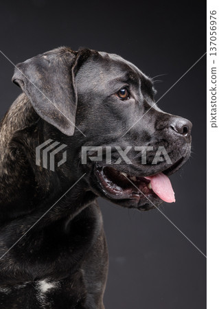 Closeup side profile of a brindle Cane Corso panting with tongue out in a dark studio background. Strong purebred guard dog portrait with copy space. Closeup side profile of a brindle Cane Corso panting with tongue out in a dark studio background. Strong purebred guard dog portrait with copy space. 137056976